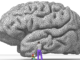 Nicolas_P._Rougier's_rendering_of_the_human_brain
