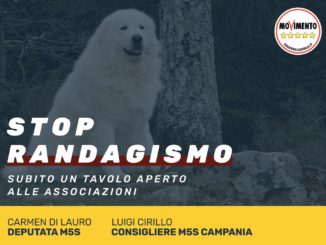 Stop randagismo