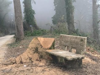 Monte Faito Alberi Tagliati