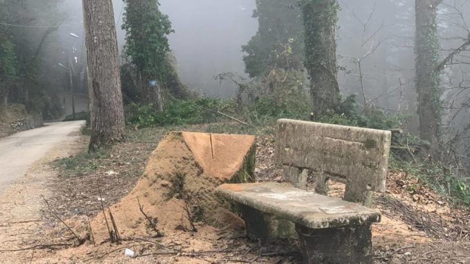 Monte Faito Alberi Tagliati