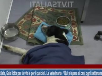 Maltrattamento Animali